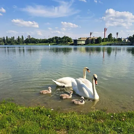 In The Lake Of *
